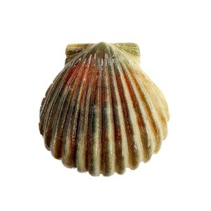 جیبیتز اورجینال صدف دریایی خطی